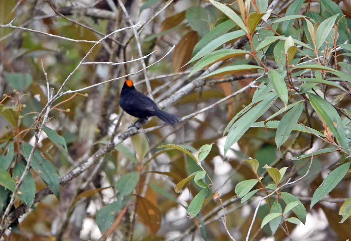 Tawny-crested Tanager - ML617658424