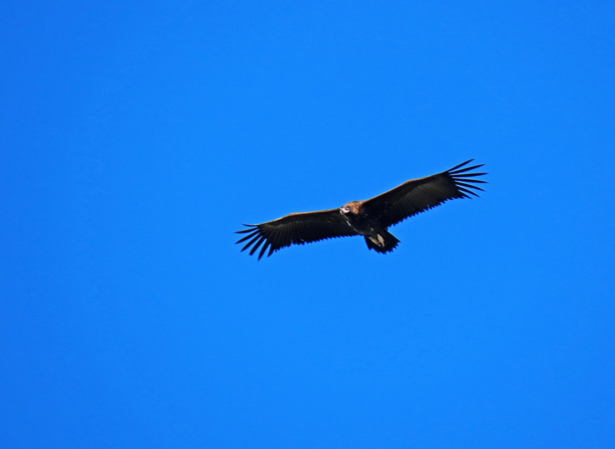 Cinereous Vulture - ML617658474