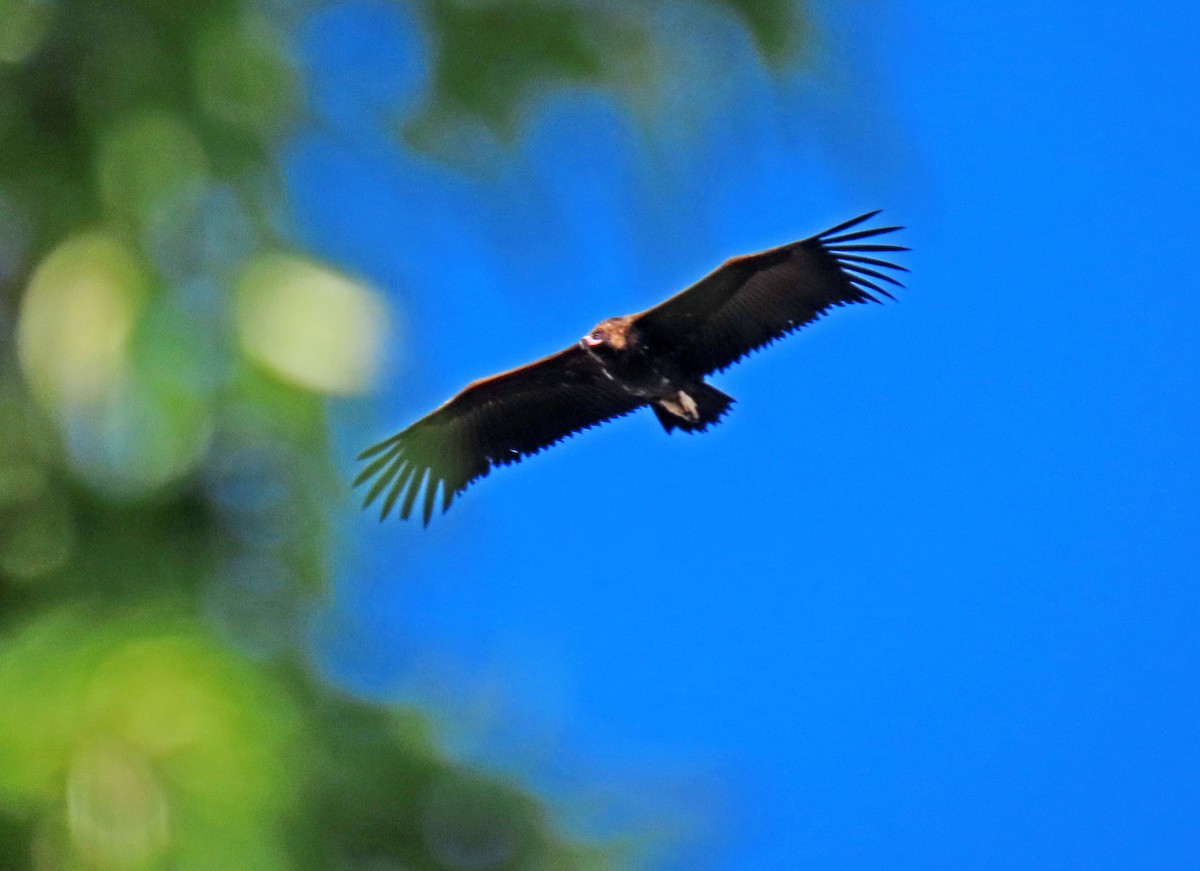 Cinereous Vulture - ML617658520