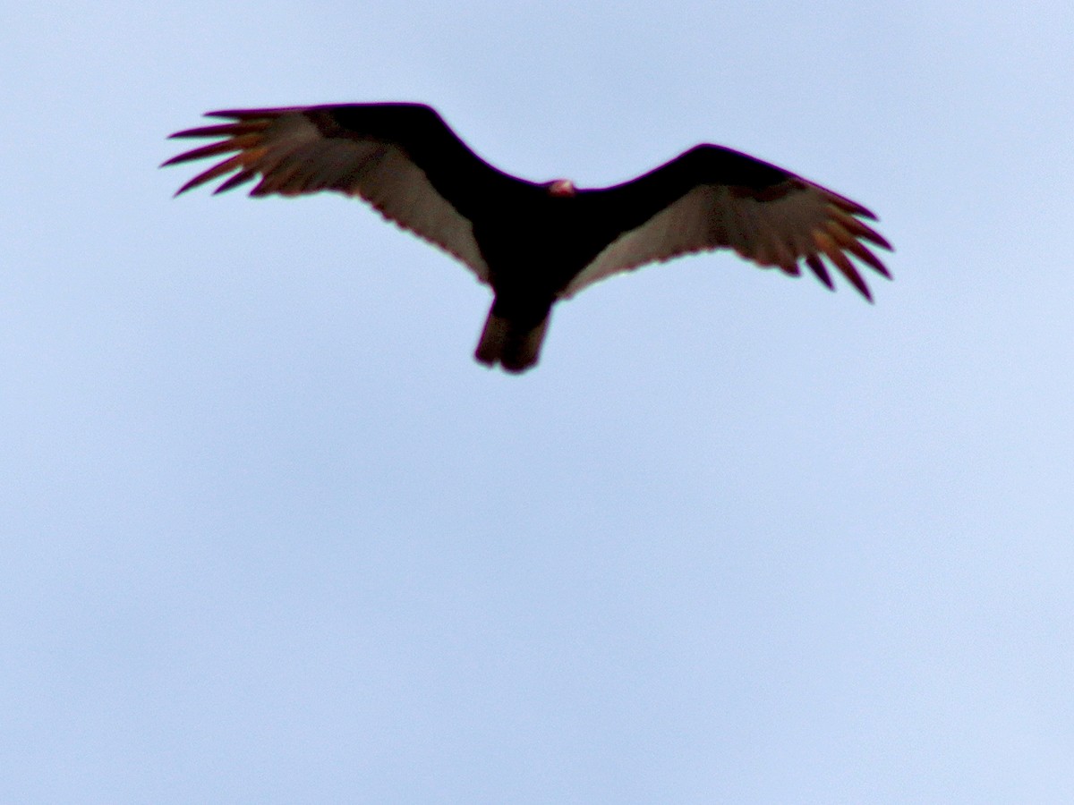 Turkey Vulture - Sherry Plessner
