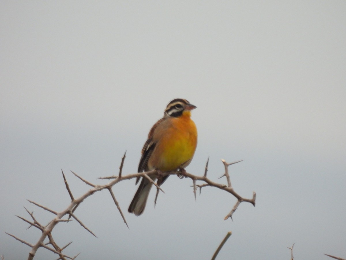 Golden-breasted Bunting - ML617658561