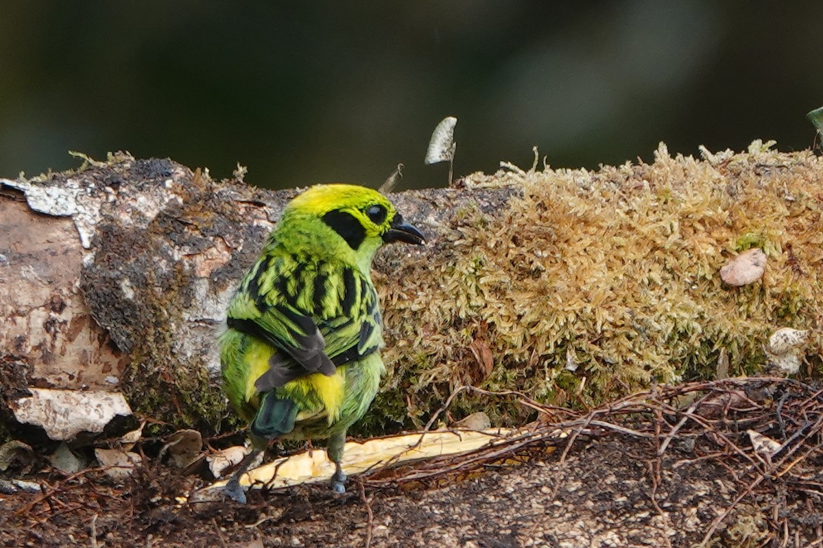 Emerald Tanager - ML617658716