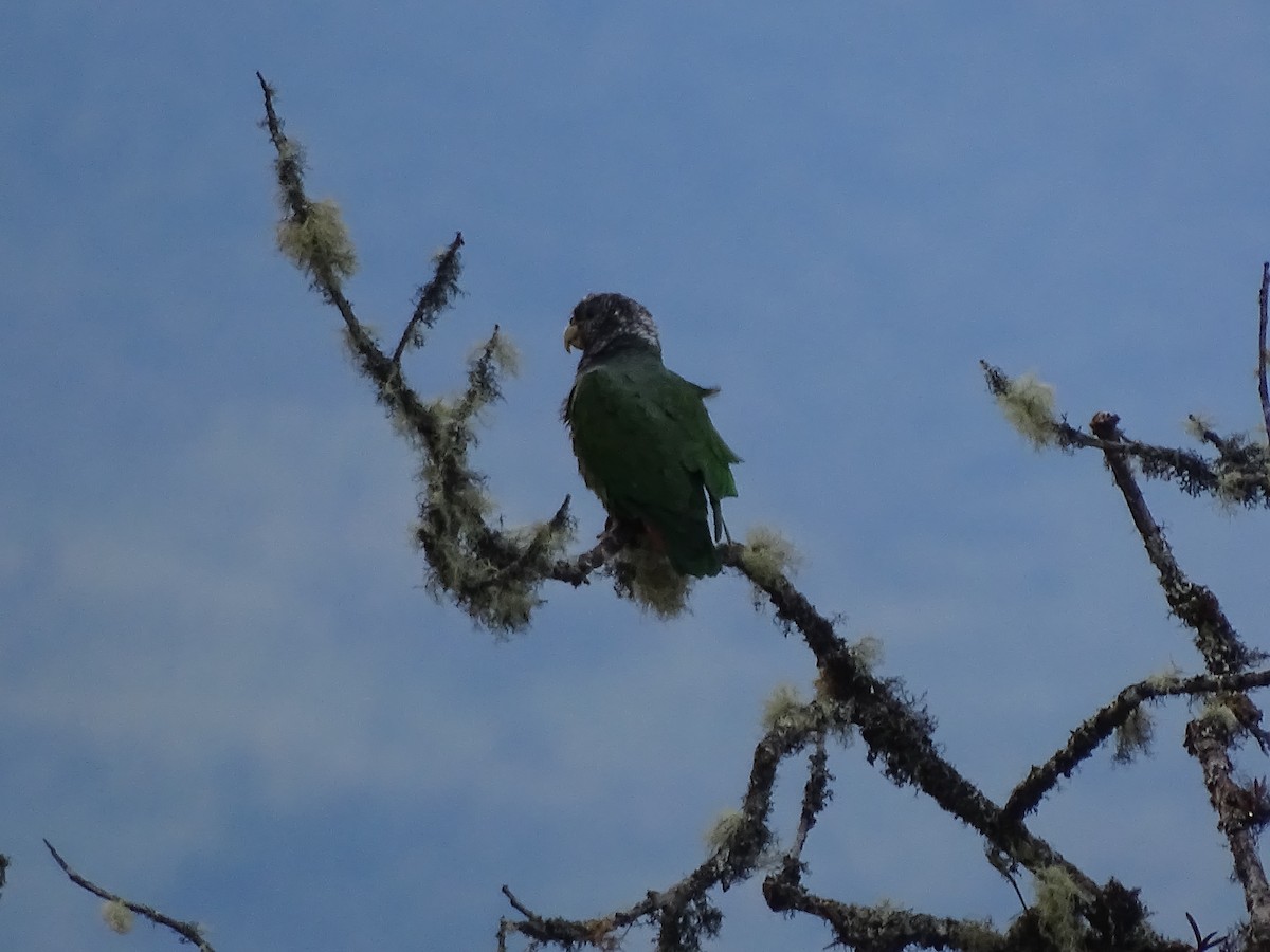Speckle-faced Parrot - ML617658838