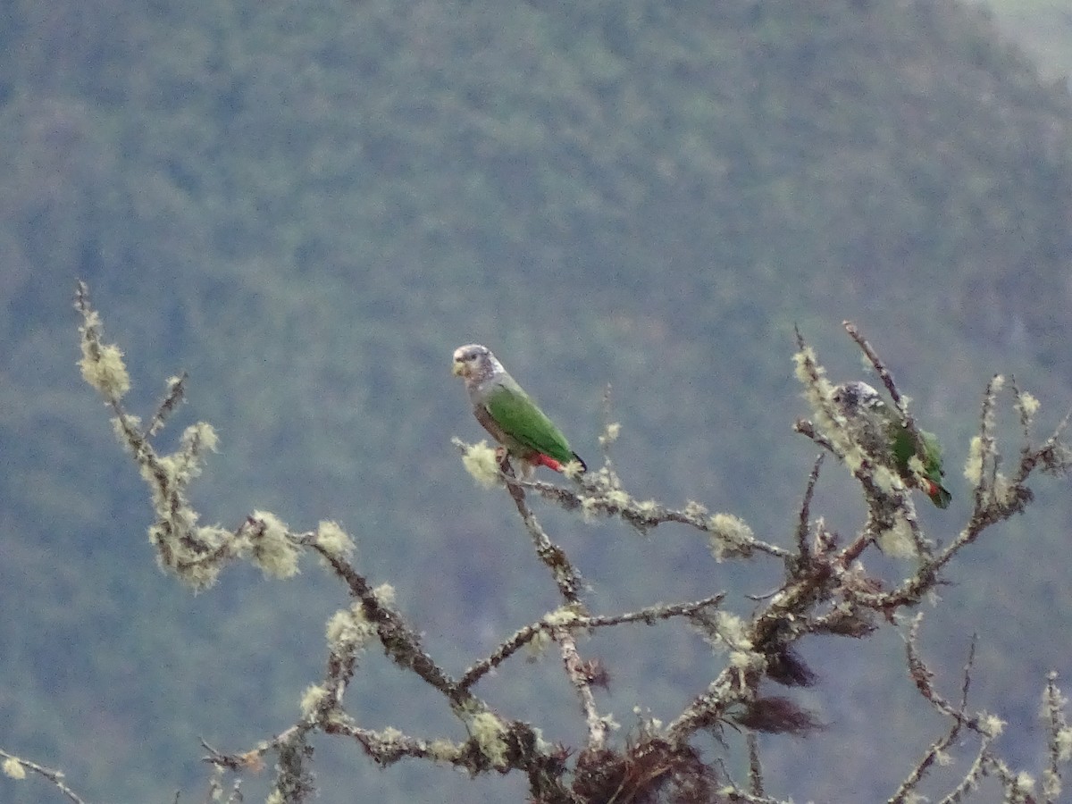 Speckle-faced Parrot - ML617658843