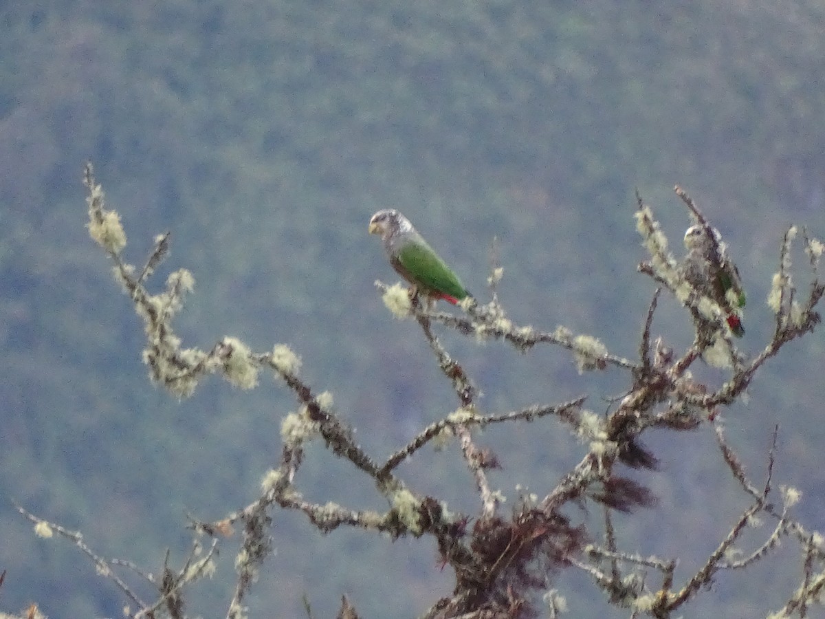 Speckle-faced Parrot - ML617658844