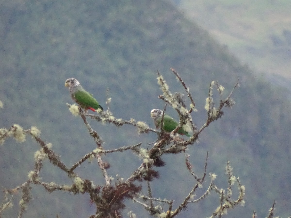 Speckle-faced Parrot - ML617658845
