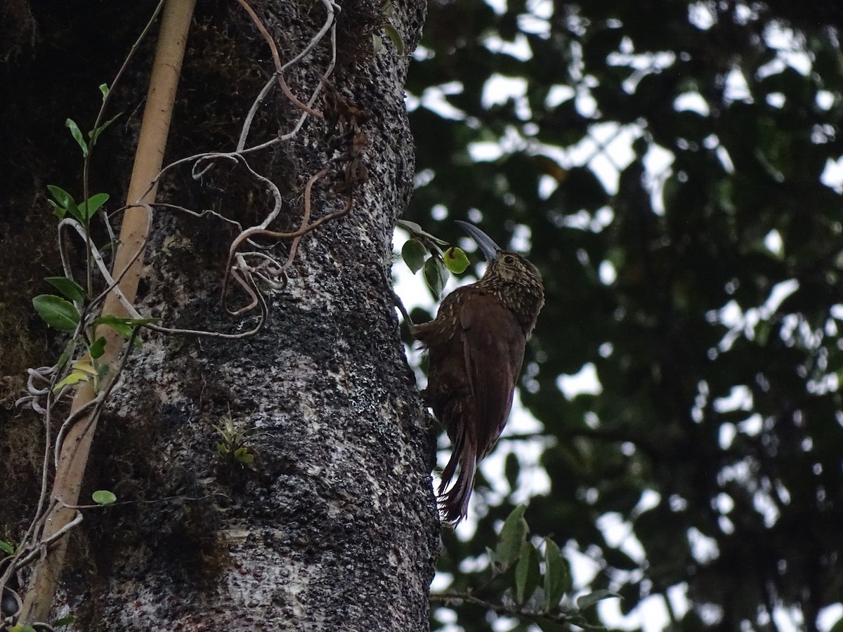 Strong-billed Woodcreeper - ML617658913