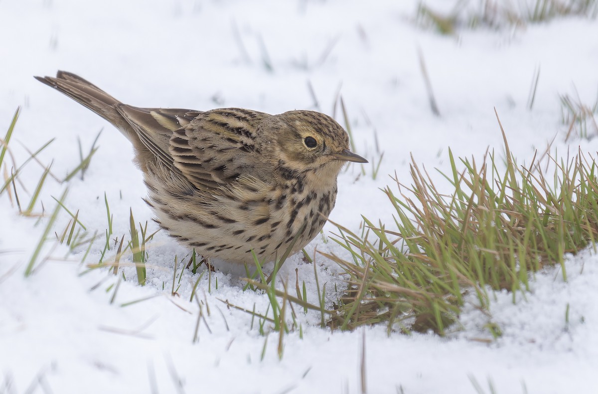 Meadow Pipit - ML617658931