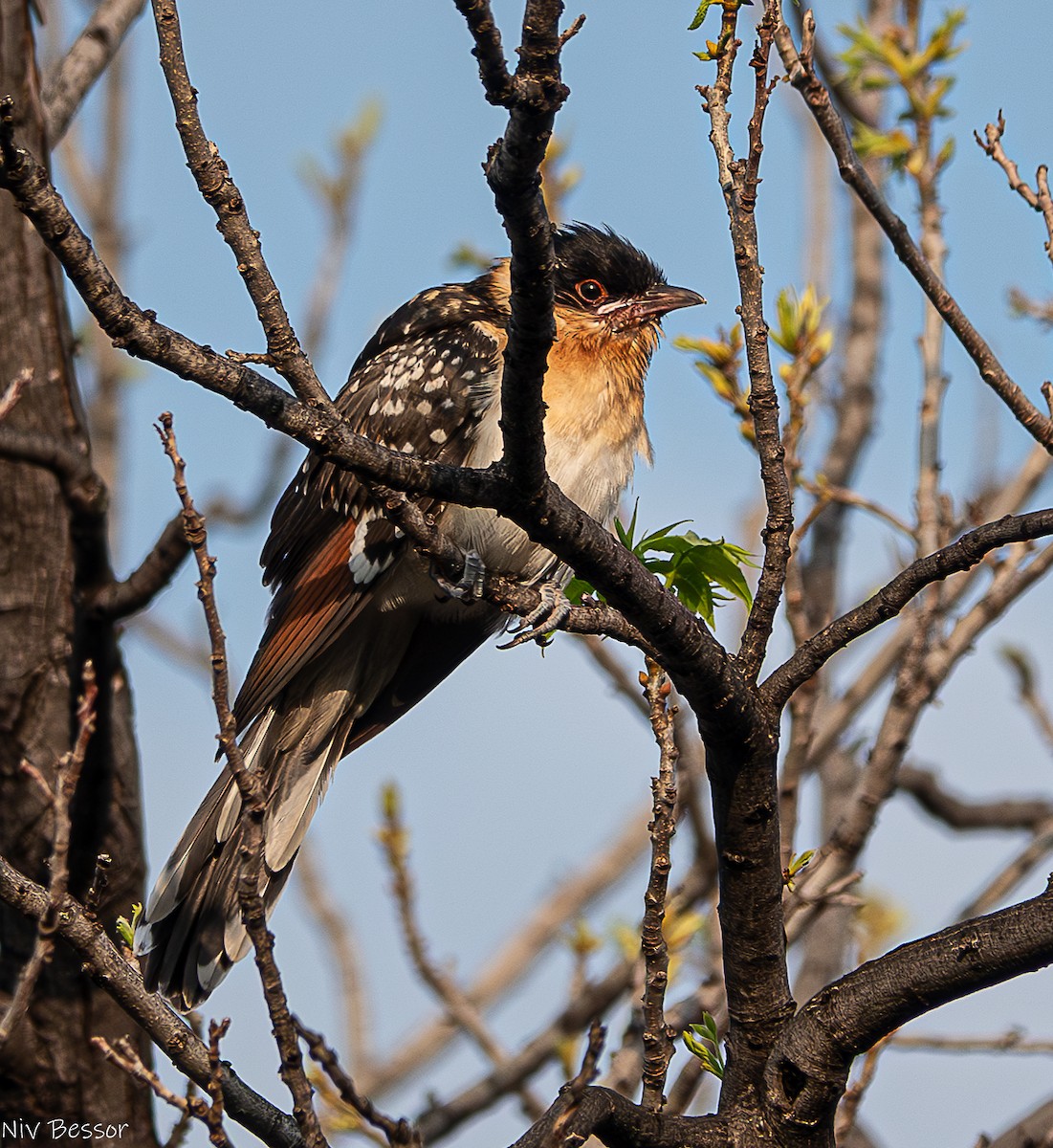 Great Spotted Cuckoo - ML617658932