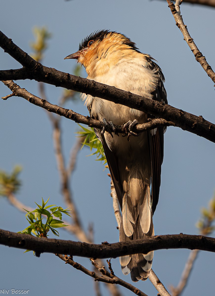 Great Spotted Cuckoo - ML617658933