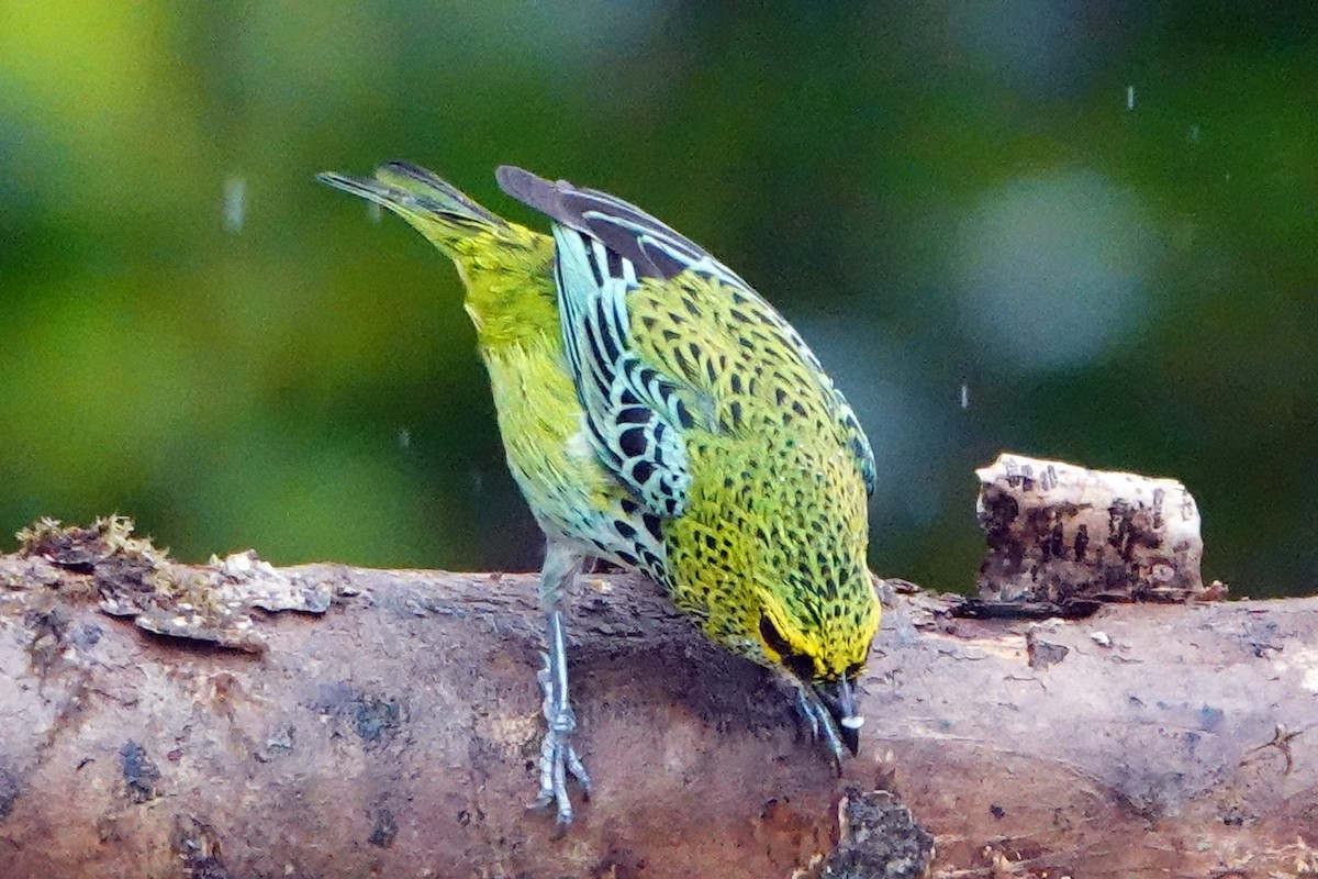 Speckled Tanager - ML617658970
