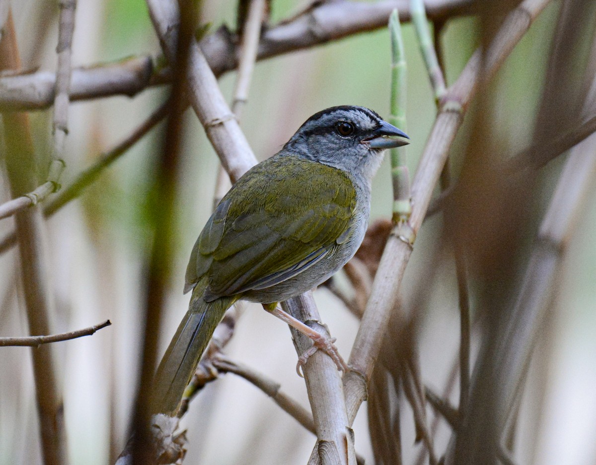 Green-backed Sparrow - ML617659047