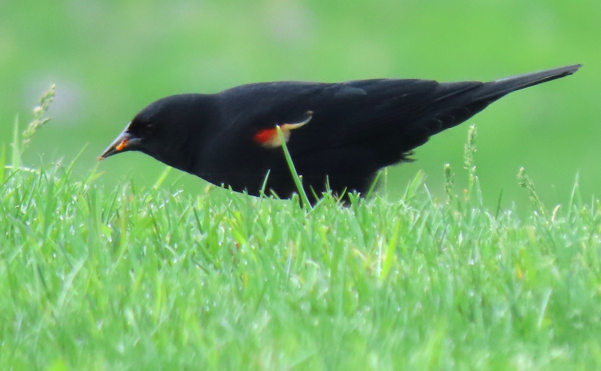 Red-winged Blackbird - Anne Mytych