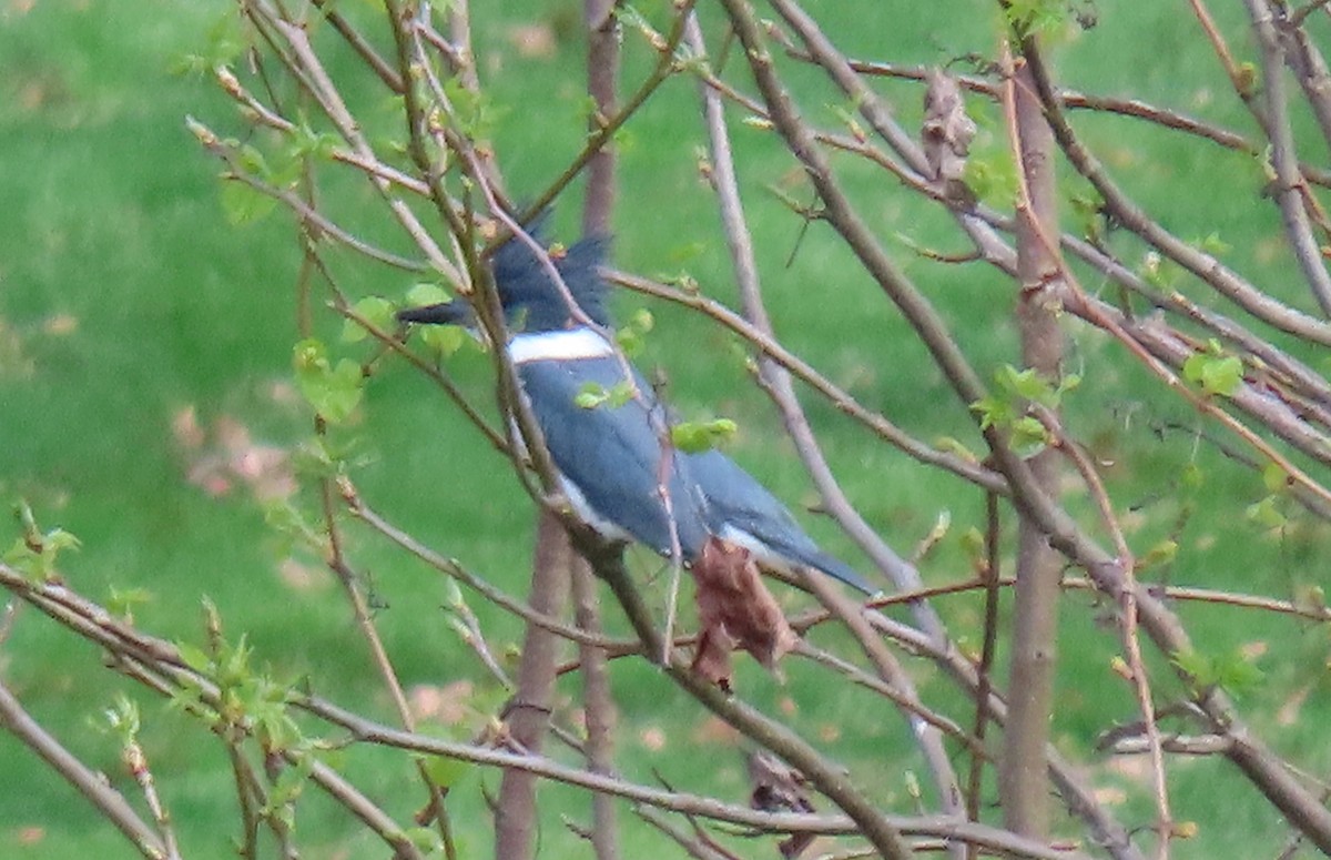 Belted Kingfisher - ML617659163