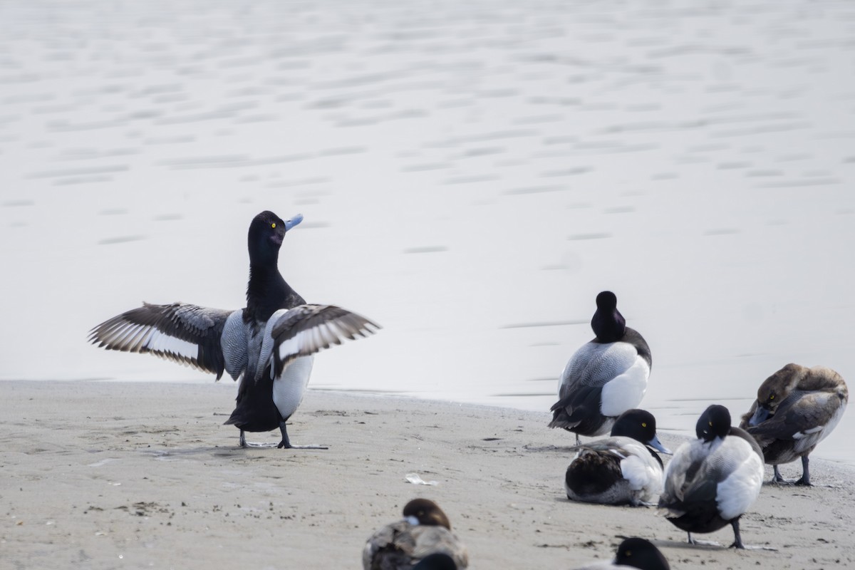 Greater Scaup - ML617659173