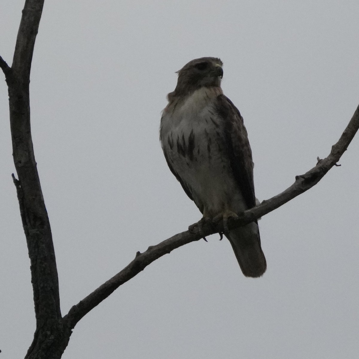 Red-tailed Hawk - ML617659195
