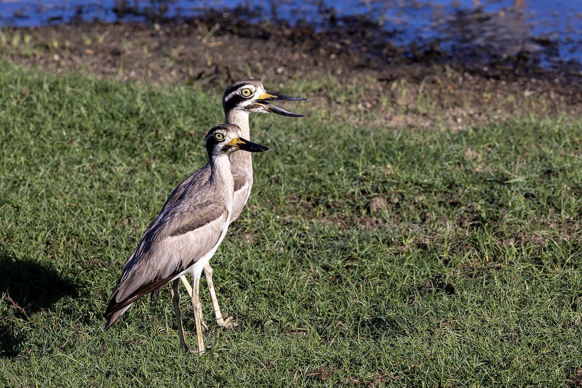 Great Thick-knee - ML617659197