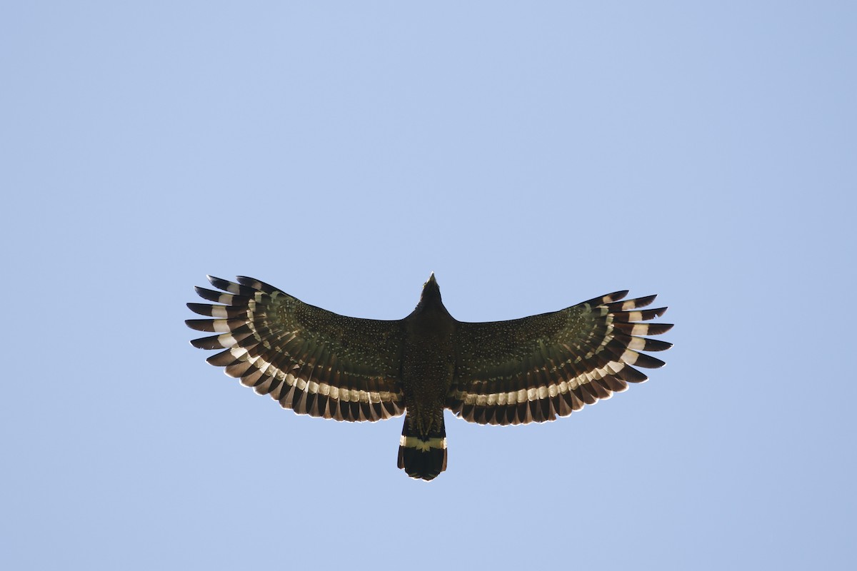 Crested Serpent-Eagle (Crested) - ML617659222