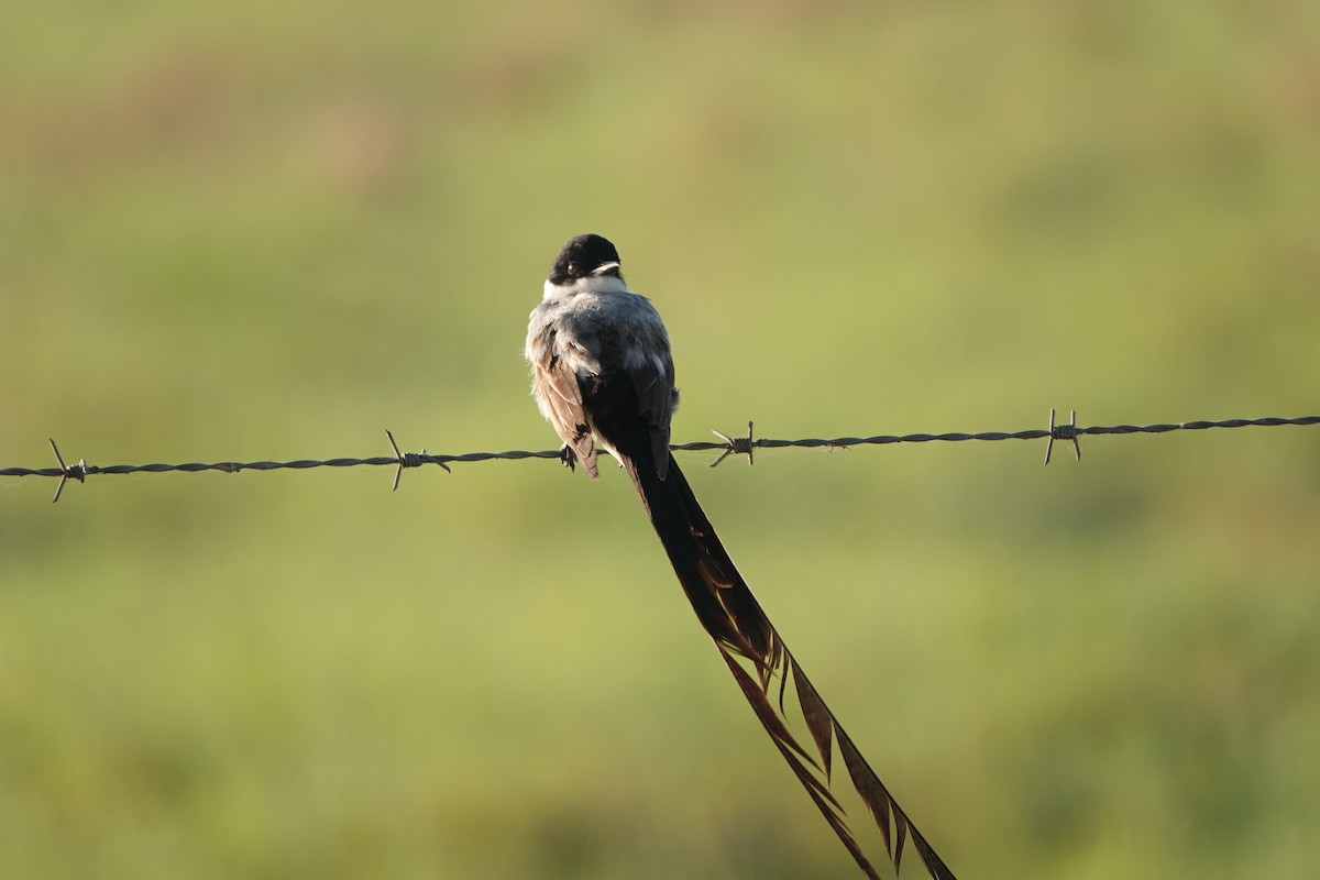 Fork-tailed Flycatcher - Nic Korte