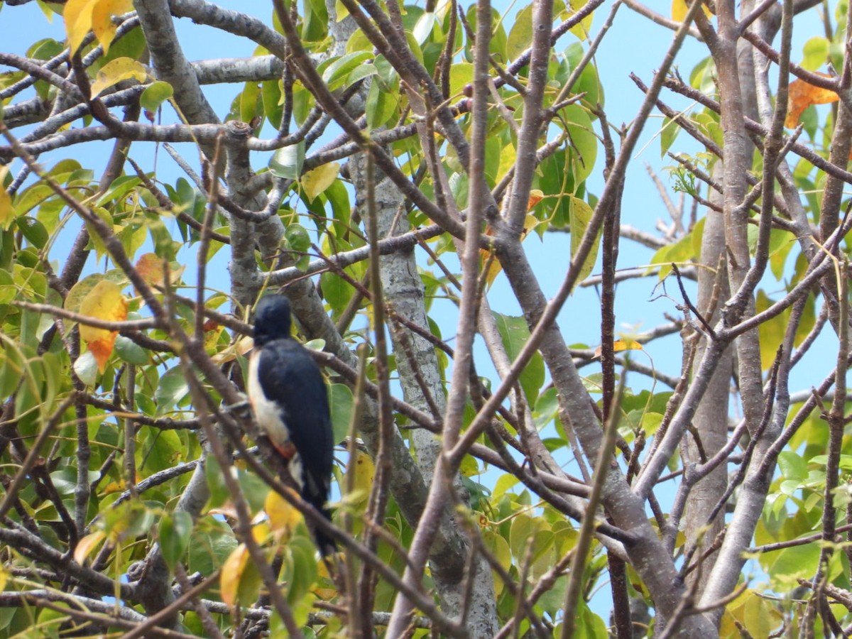 Puerto Rican Woodpecker - ML617659237