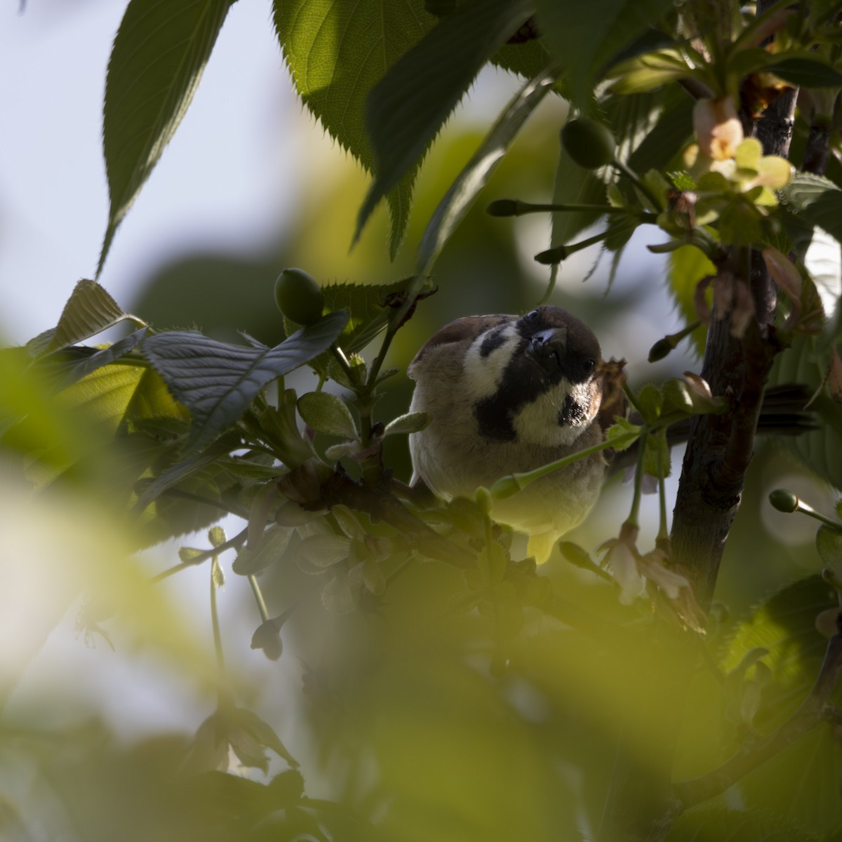 Eurasian Tree Sparrow - ML617659292