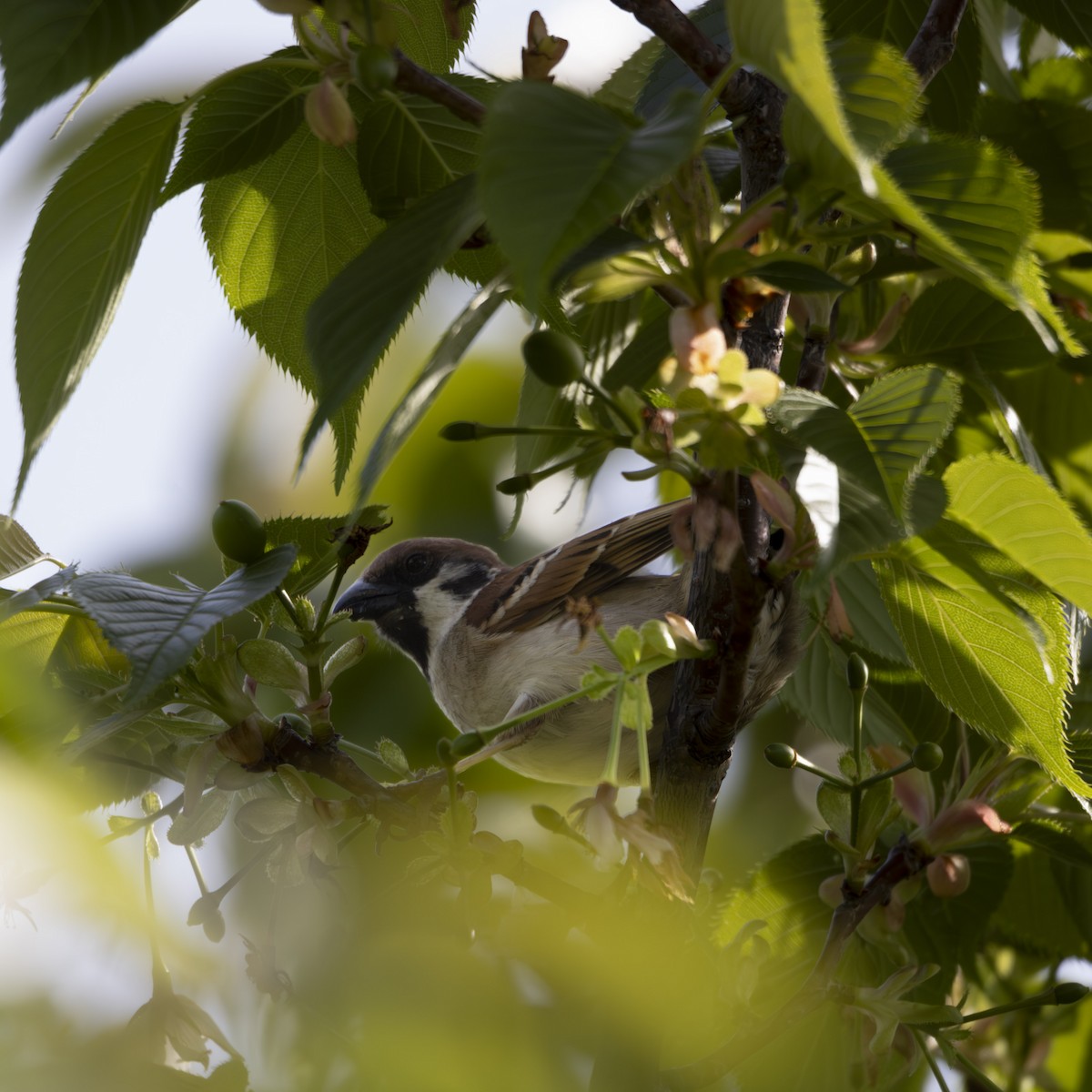 Eurasian Tree Sparrow - ML617659293