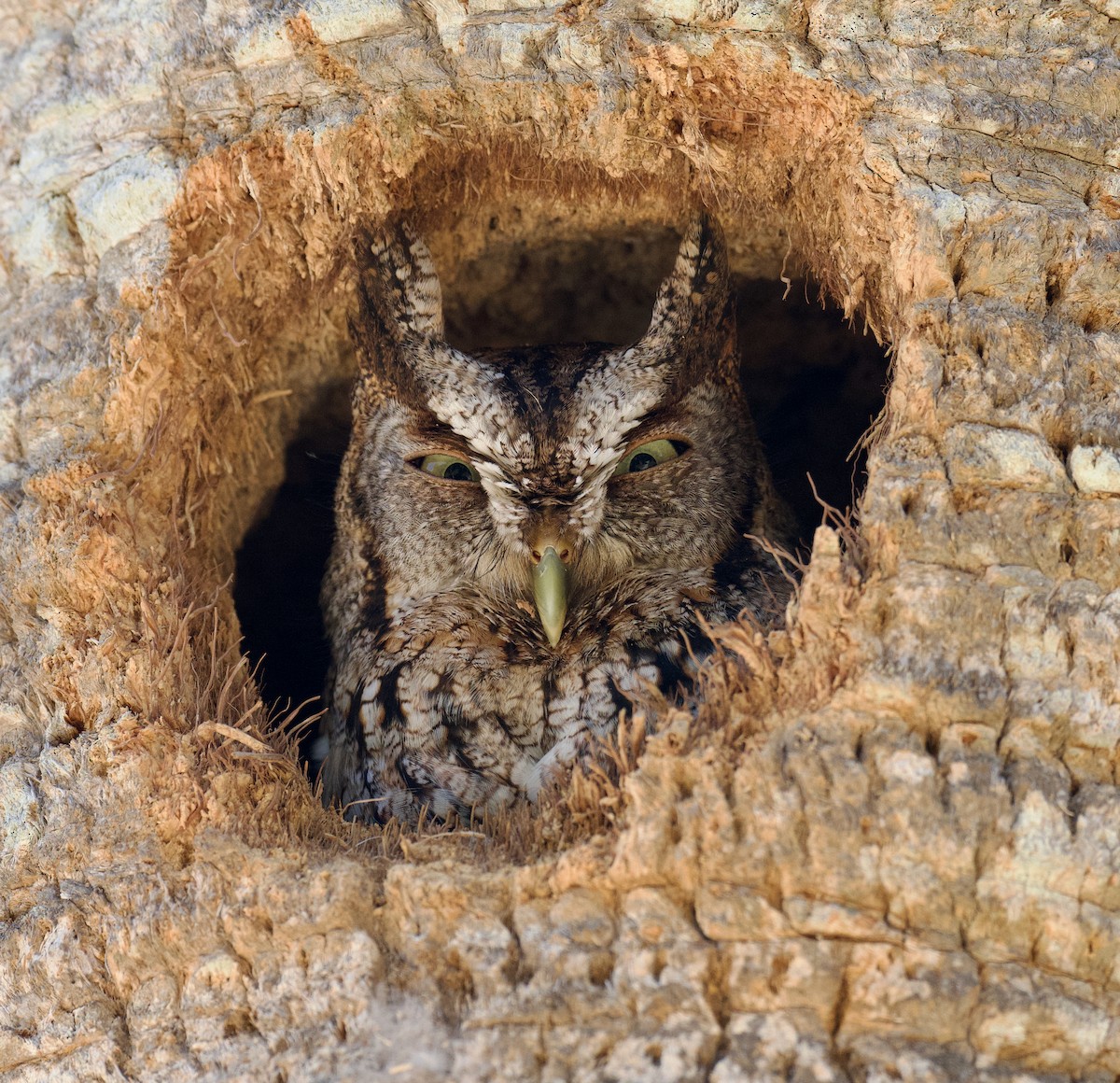 Eastern Screech-Owl - Anne Inga