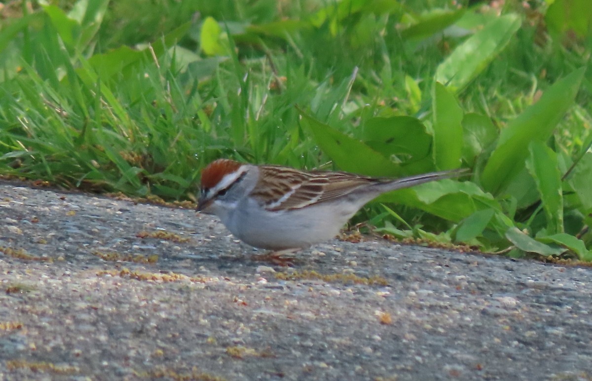 Chipping Sparrow - ML617659372