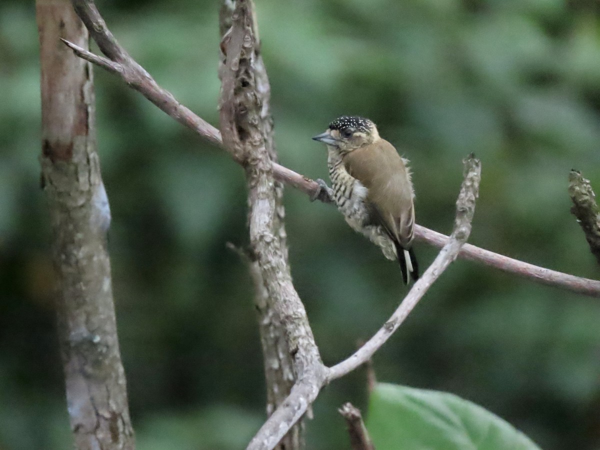 White-barred Piculet - ML617659390