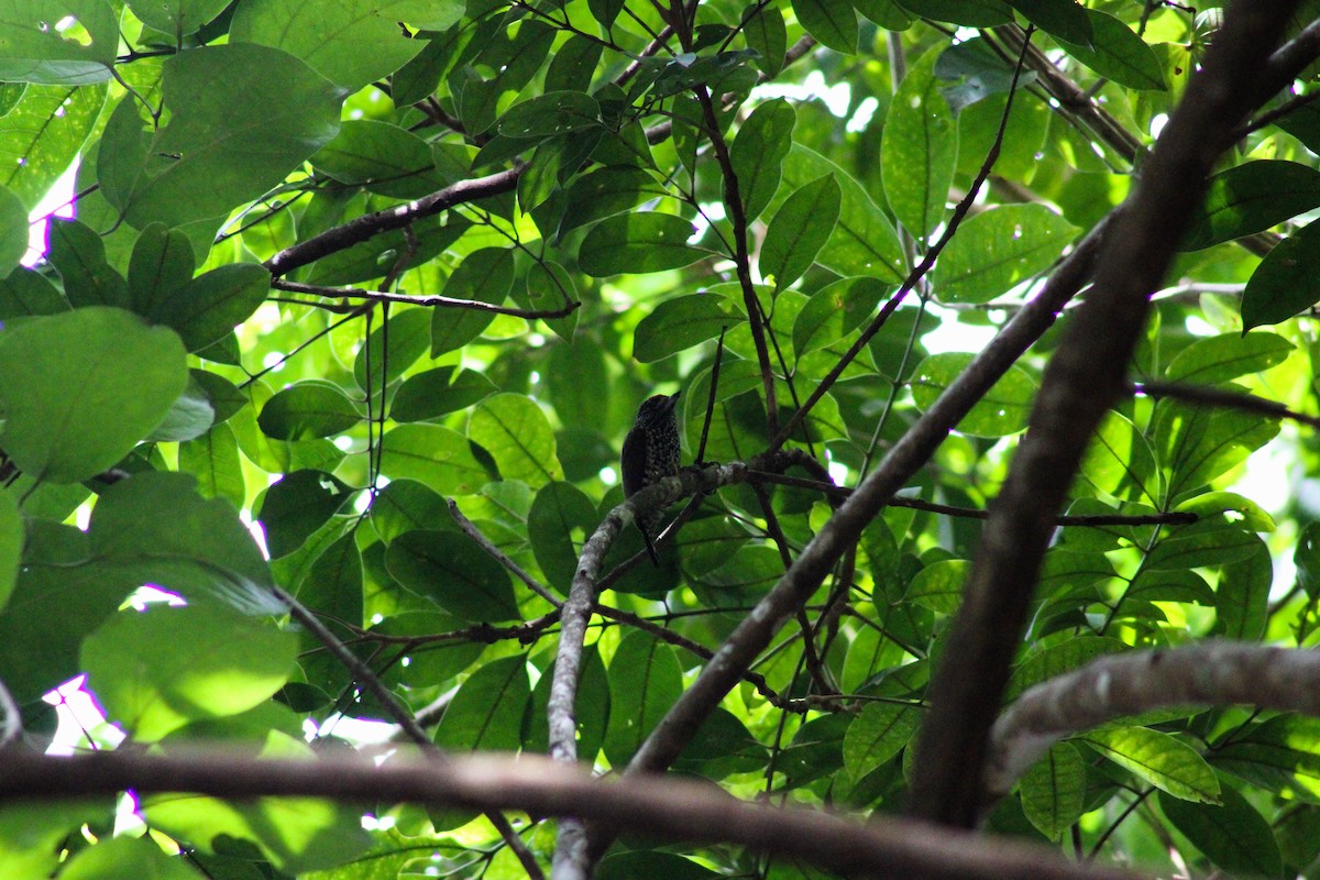 White-wedged Piculet - ML617659405
