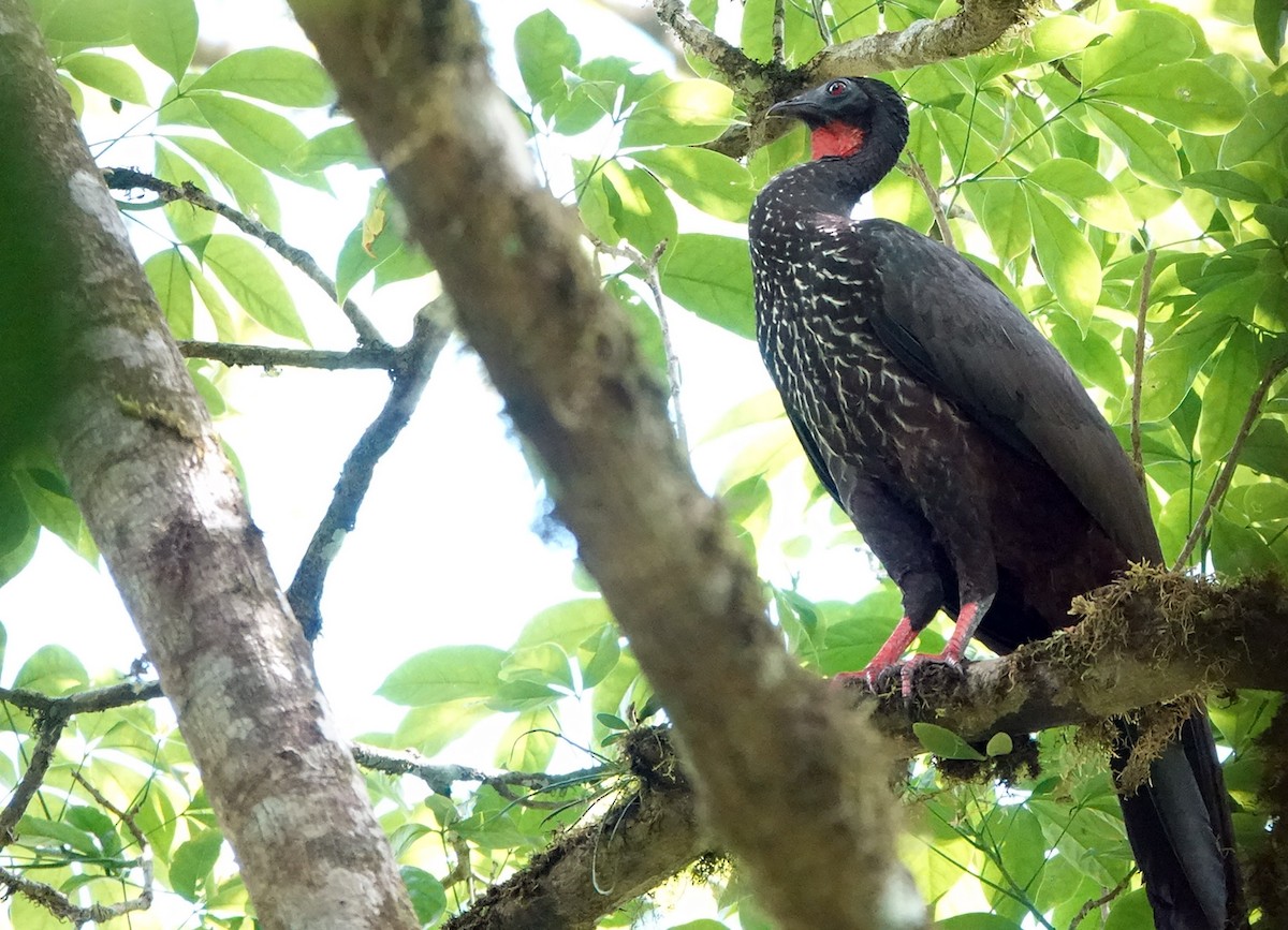 Crested Guan - ML617659469