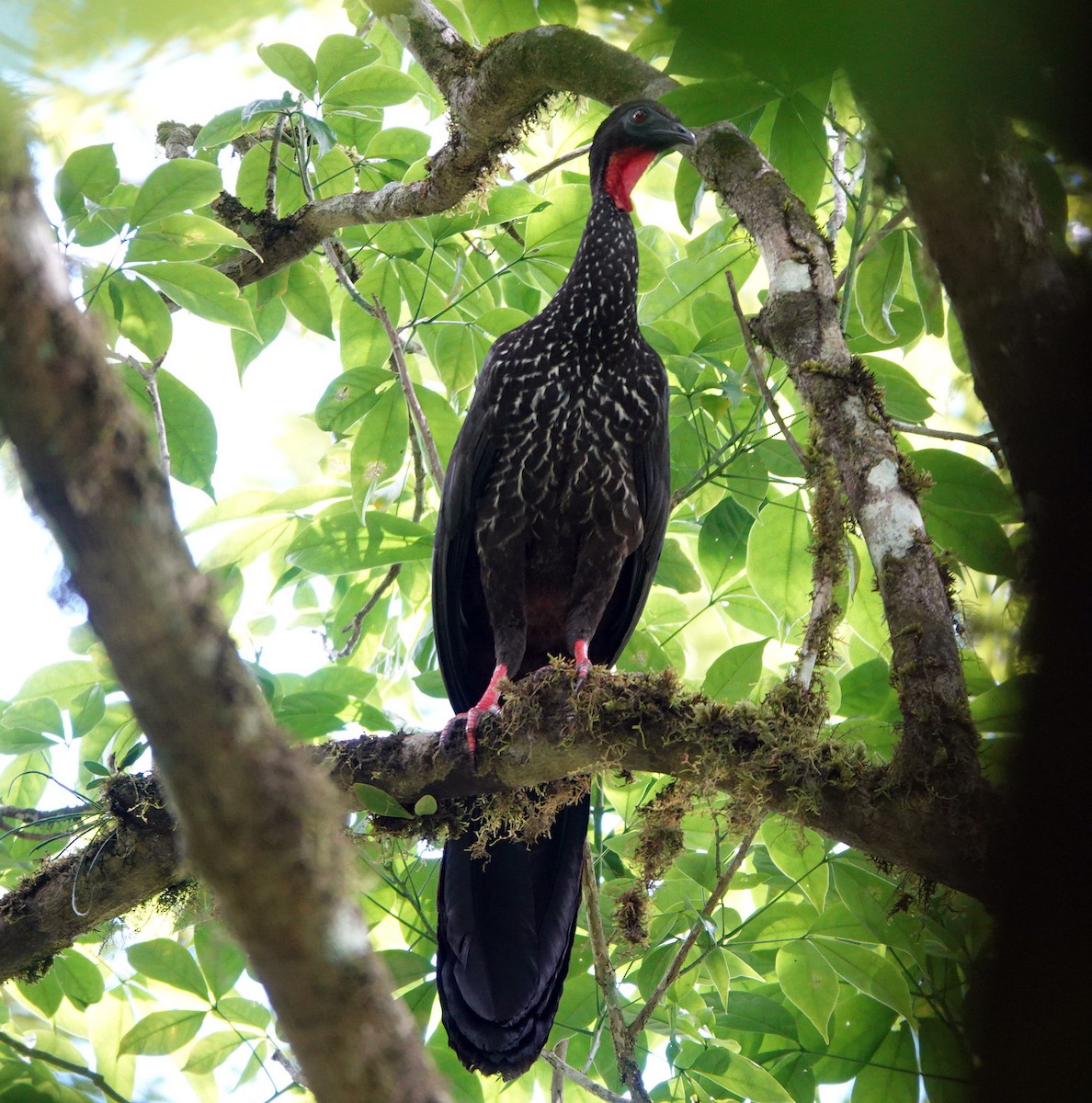 Crested Guan - ML617659470