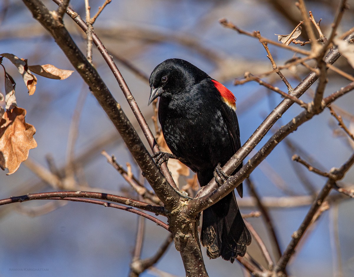 Red-winged Blackbird - Arav and Aranya Karighattam