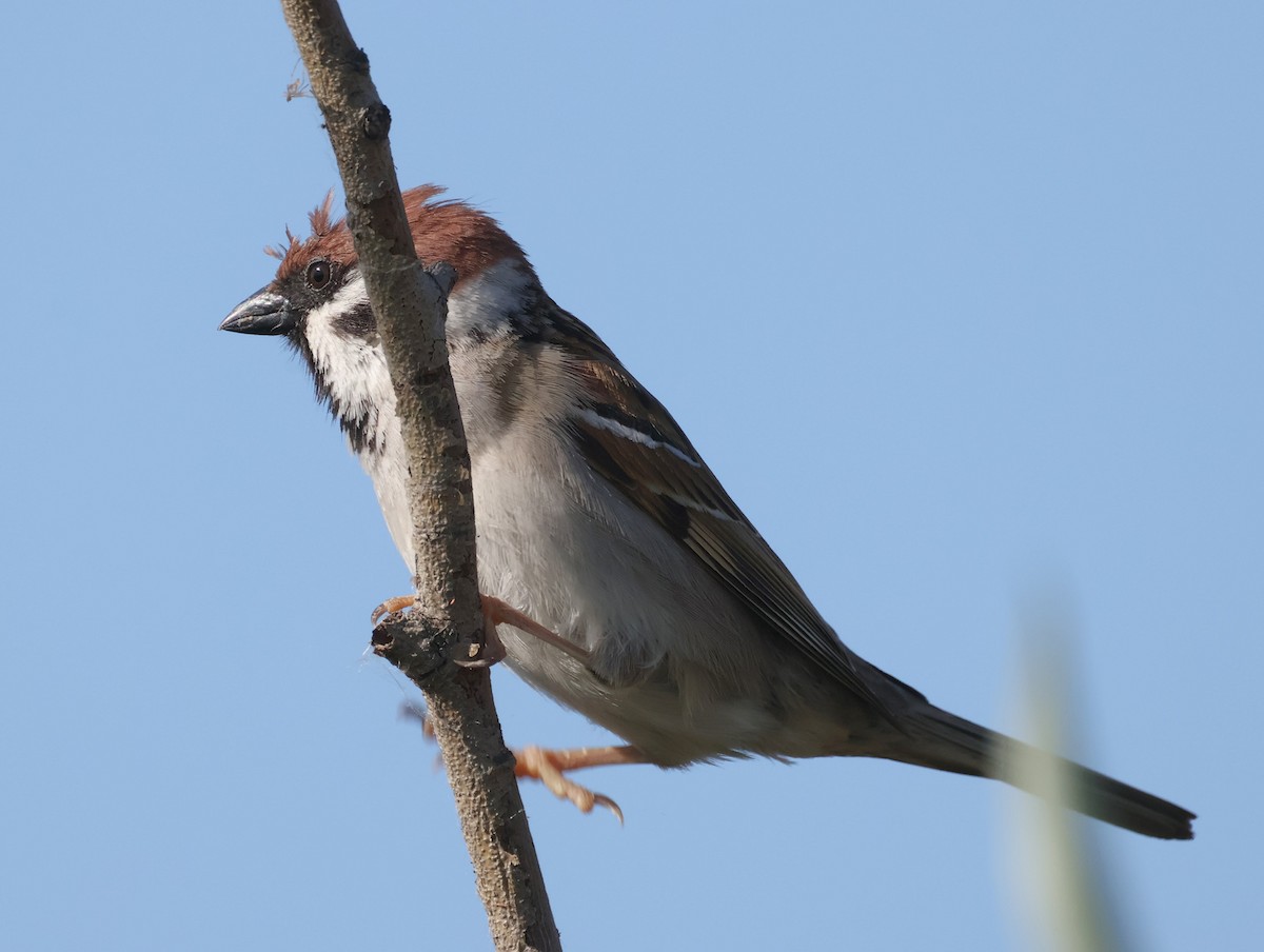 Eurasian Tree Sparrow - ML617659555