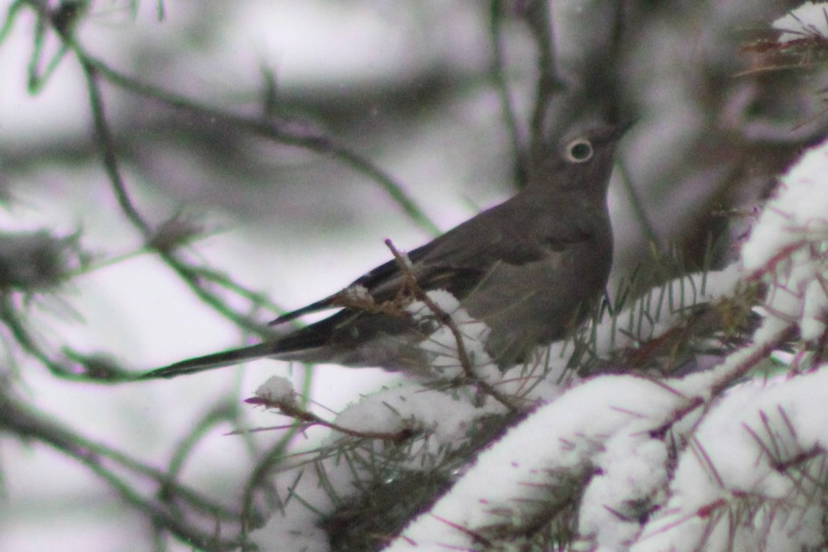Townsend's Solitaire - ML617659595