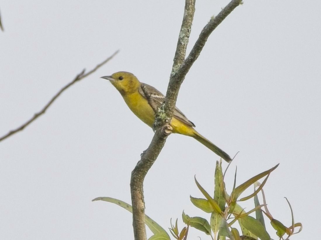 Orchard Oriole (Orchard) - ML617659601