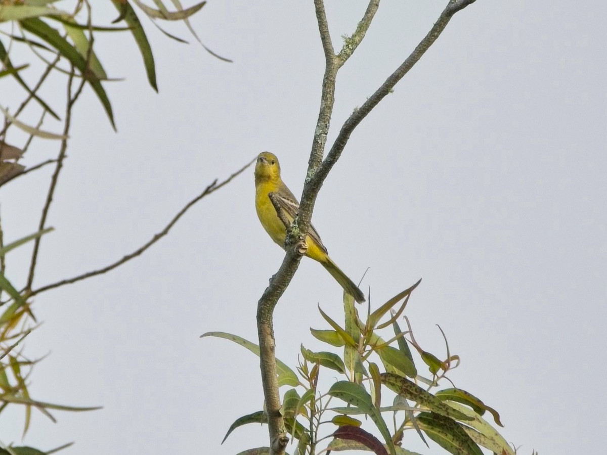 Orchard Oriole (Orchard) - ML617659602