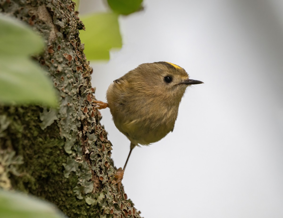 Goldcrest (Sao Miguel) - Guillermo Risco