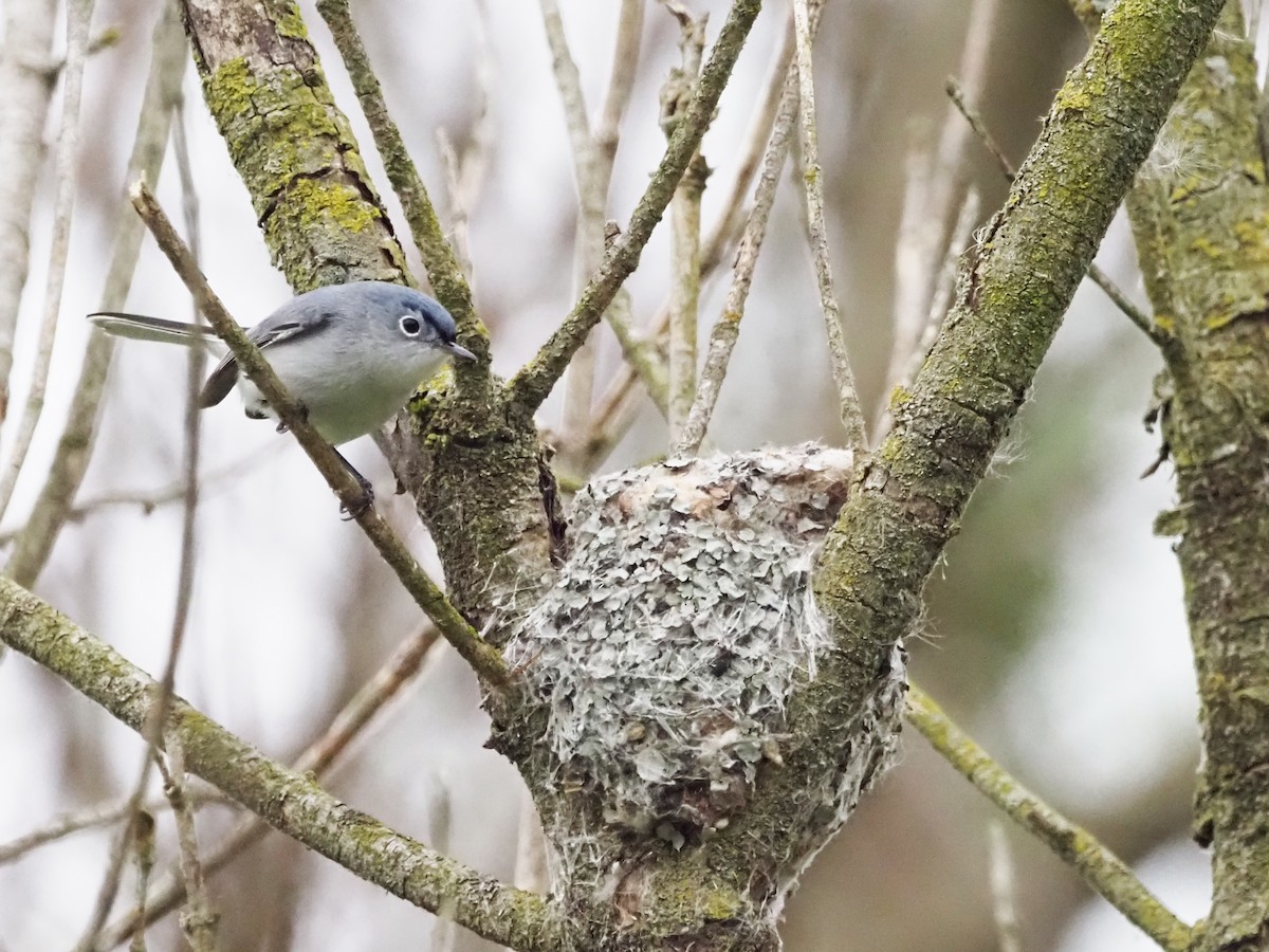 Blue-gray Gnatcatcher - Luc and Therese Jacobs