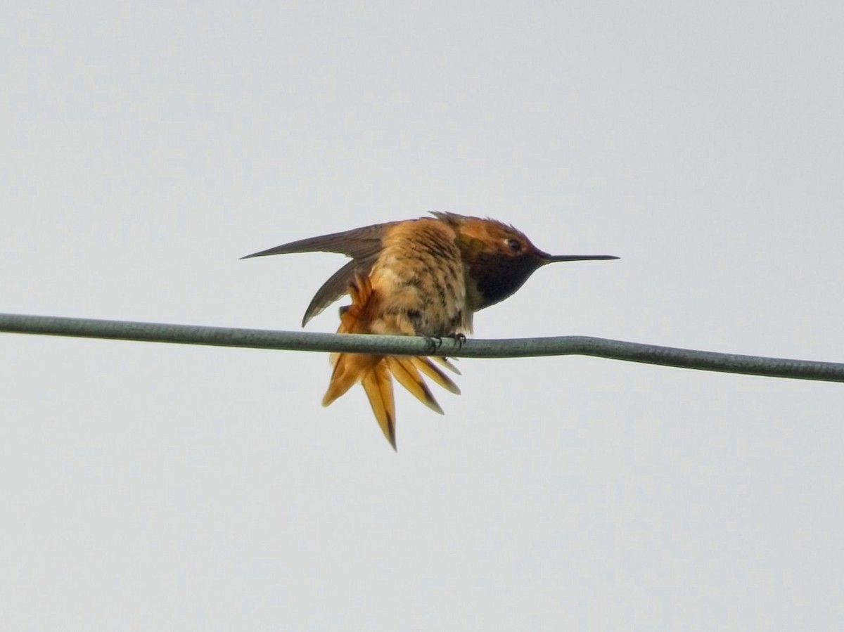 Allen's Hummingbird - ML617659636