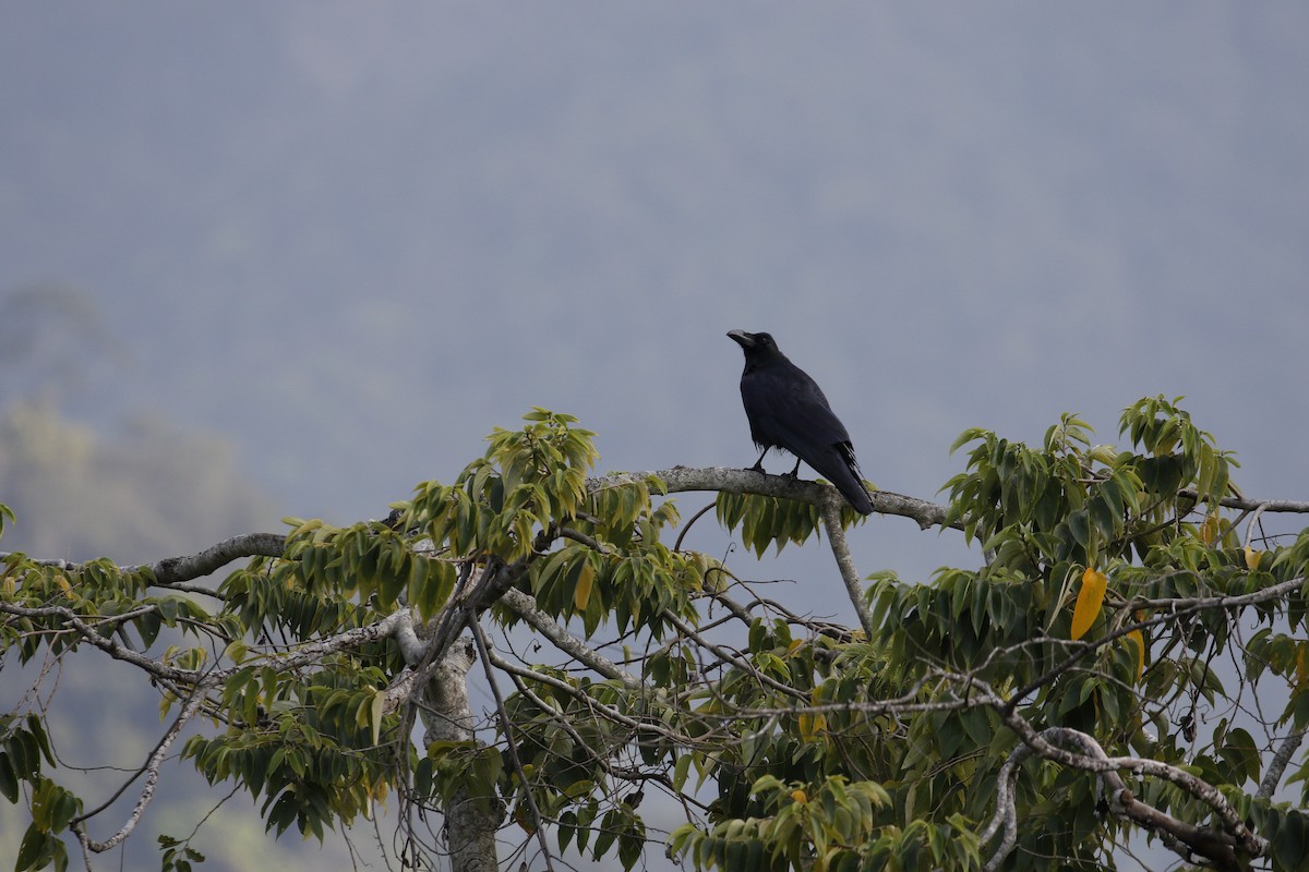 Large-billed Crow (Large-billed) - ML617659659