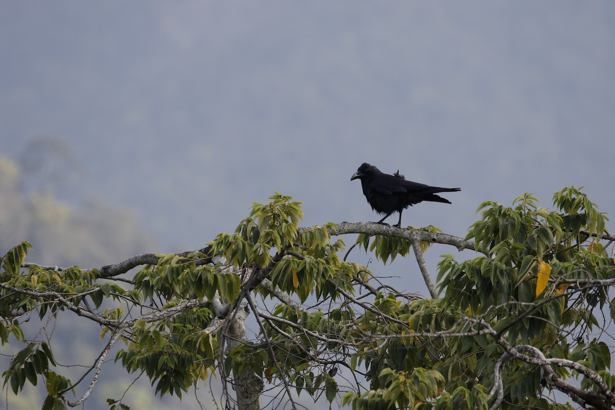 Large-billed Crow (Large-billed) - mickey wu