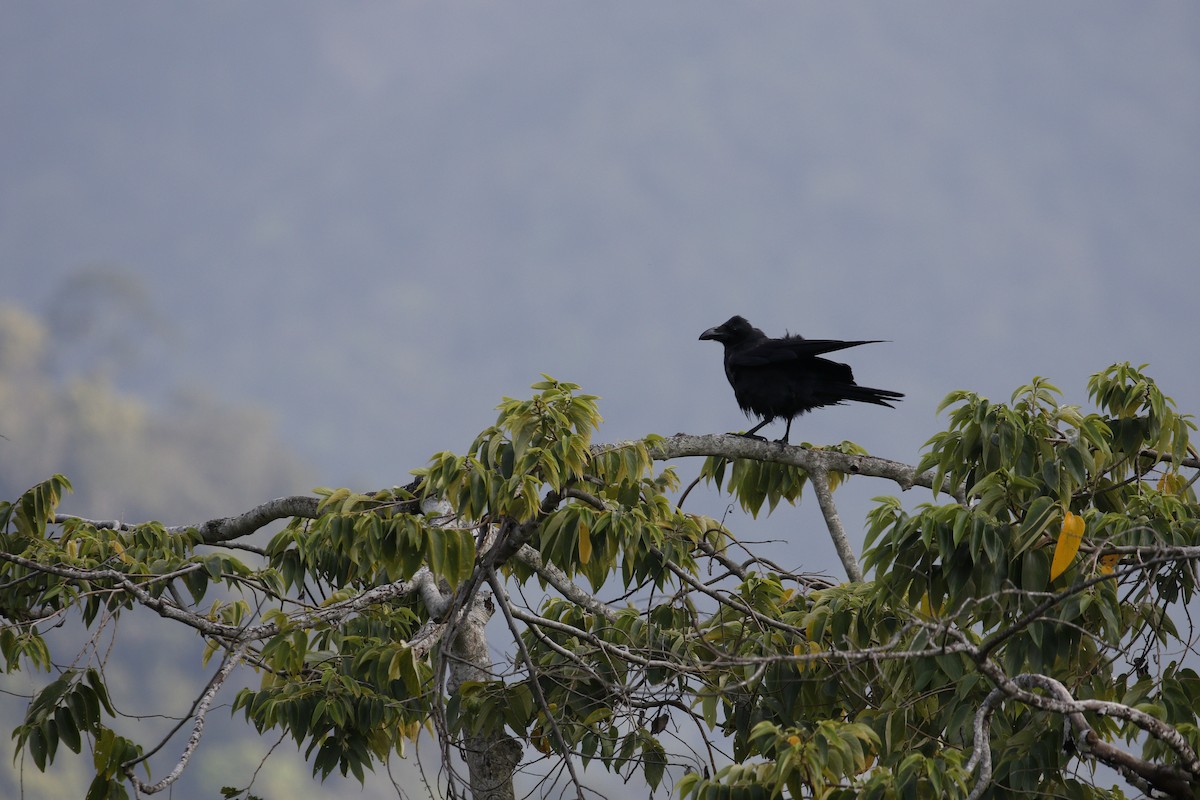 Large-billed Crow (Large-billed) - ML617659661
