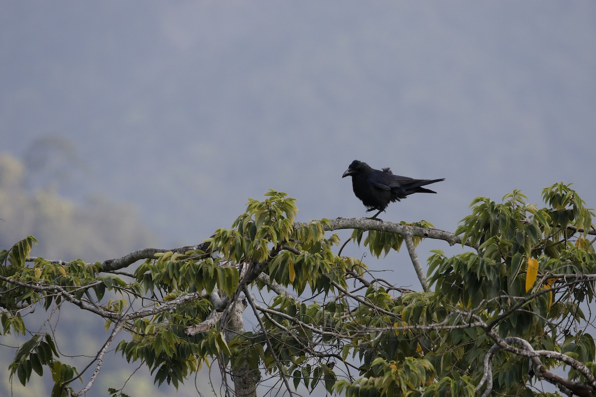 Large-billed Crow (Large-billed) - ML617659662