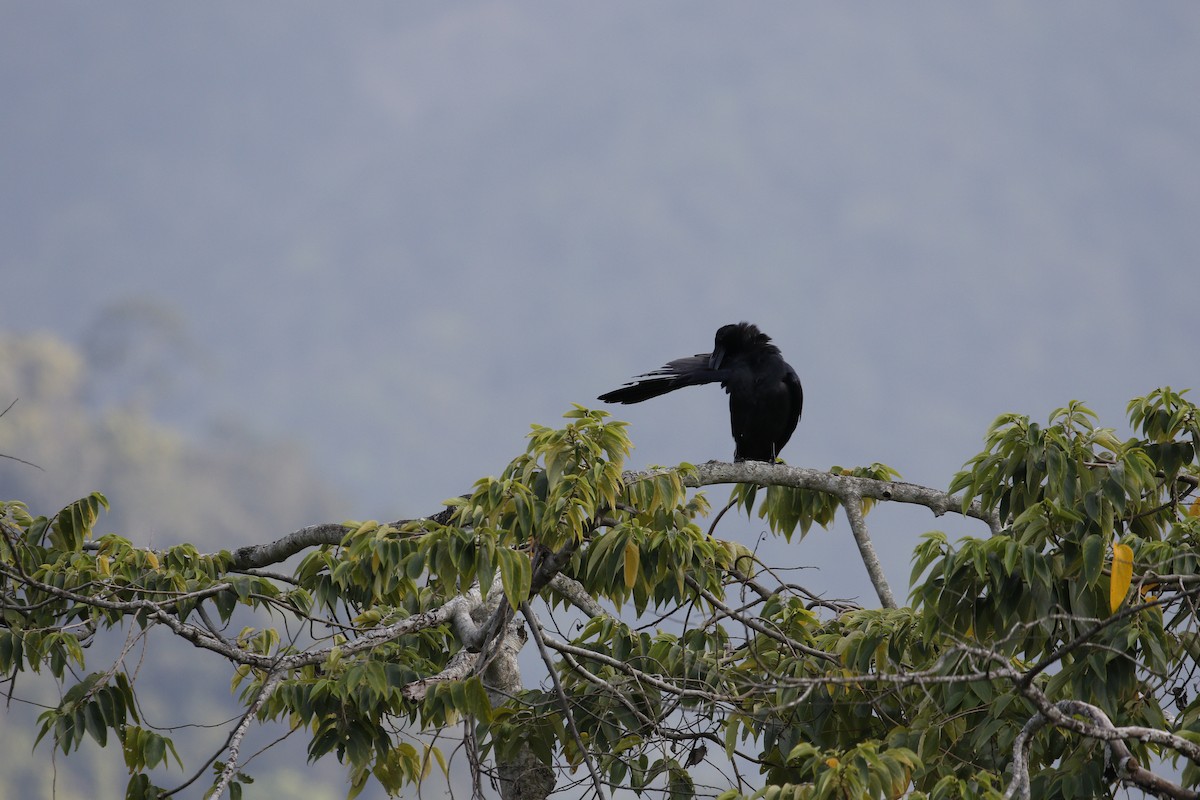 Large-billed Crow (Large-billed) - ML617659663