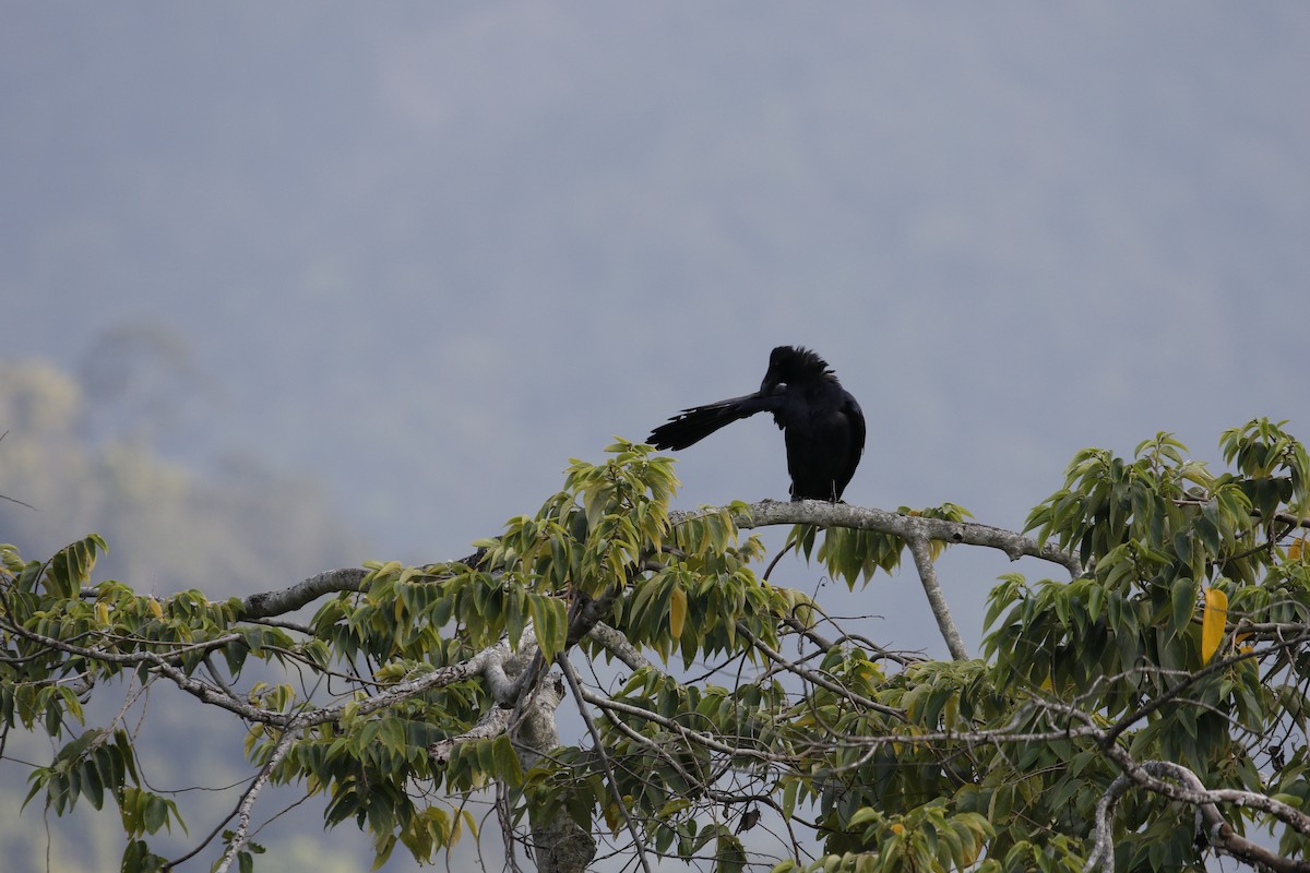 Large-billed Crow (Large-billed) - ML617659664