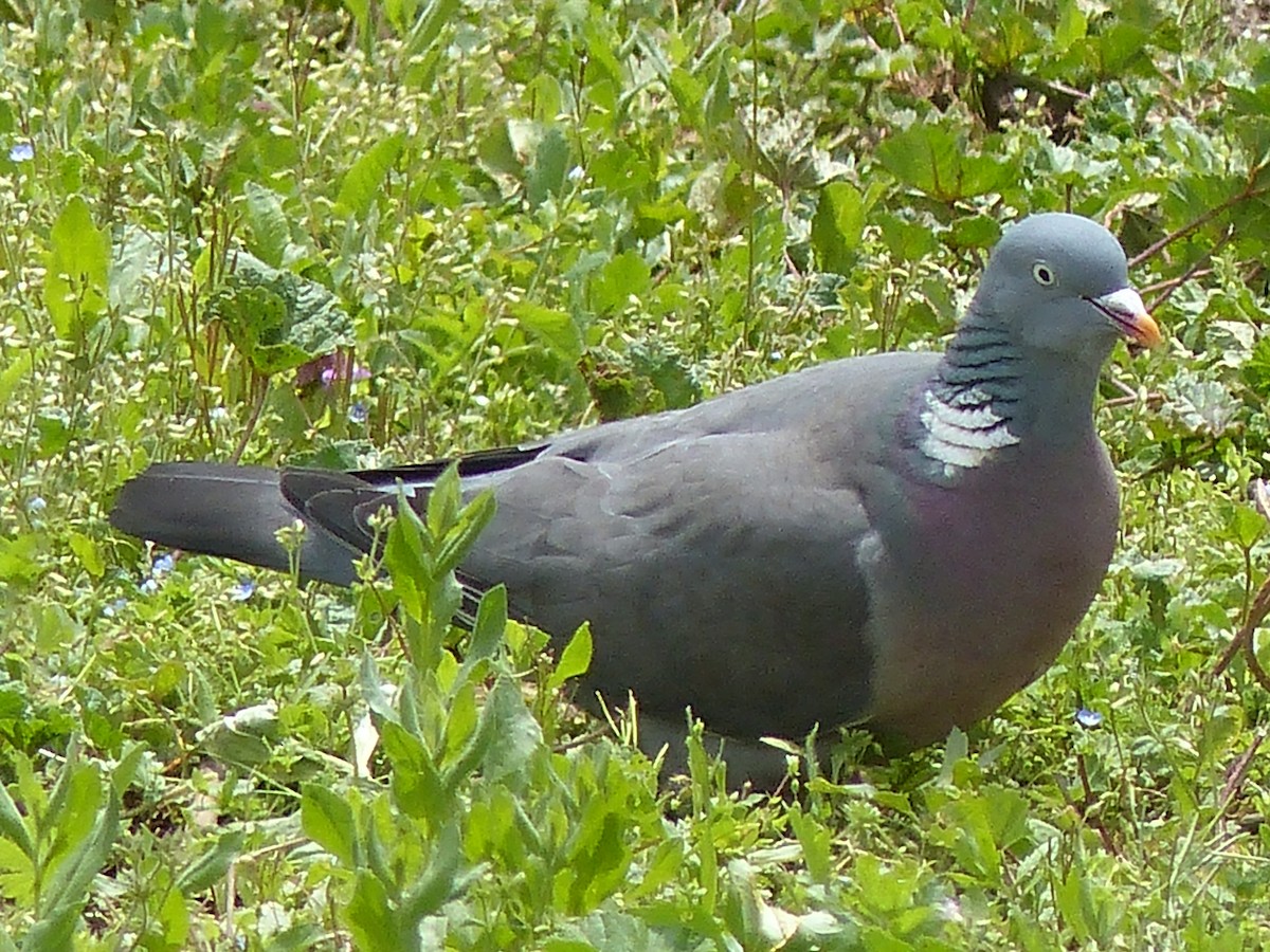 Common Wood-Pigeon - Coleta Holzhäuser