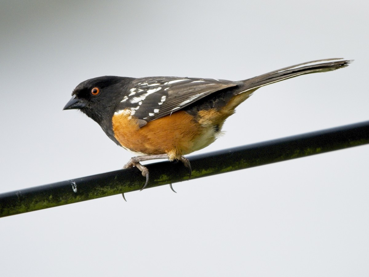 Spotted Towhee - Adam Winer