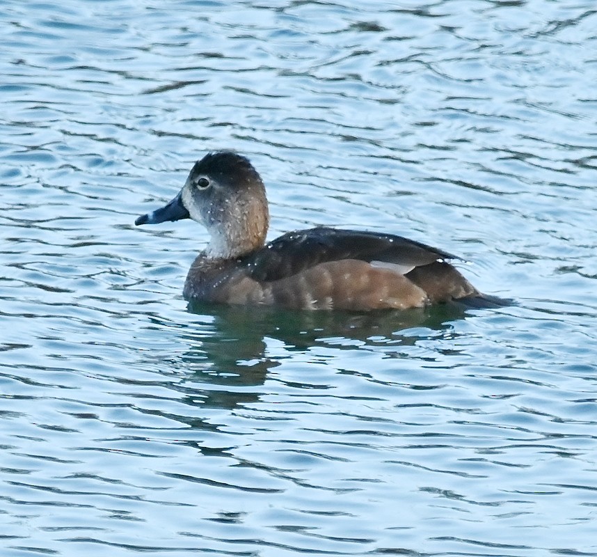 Ring-necked Duck - ML617659771