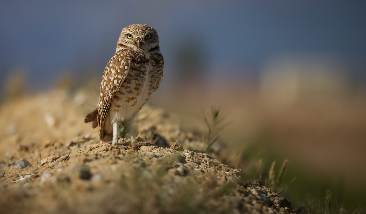Burrowing Owl (Western) - ML617659784